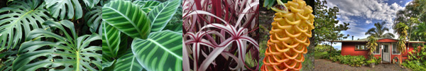 Entabeni Cottage Vacation Rental of Maui Hawaii
