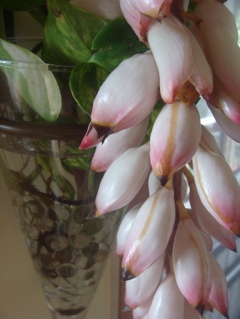 tropical flowers